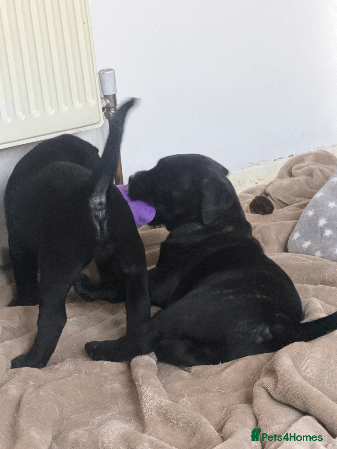 Presa Canario dogs for sale: 1 Male and 1 Female Quality Presa Canario Puppies in Solihull - Advert 16