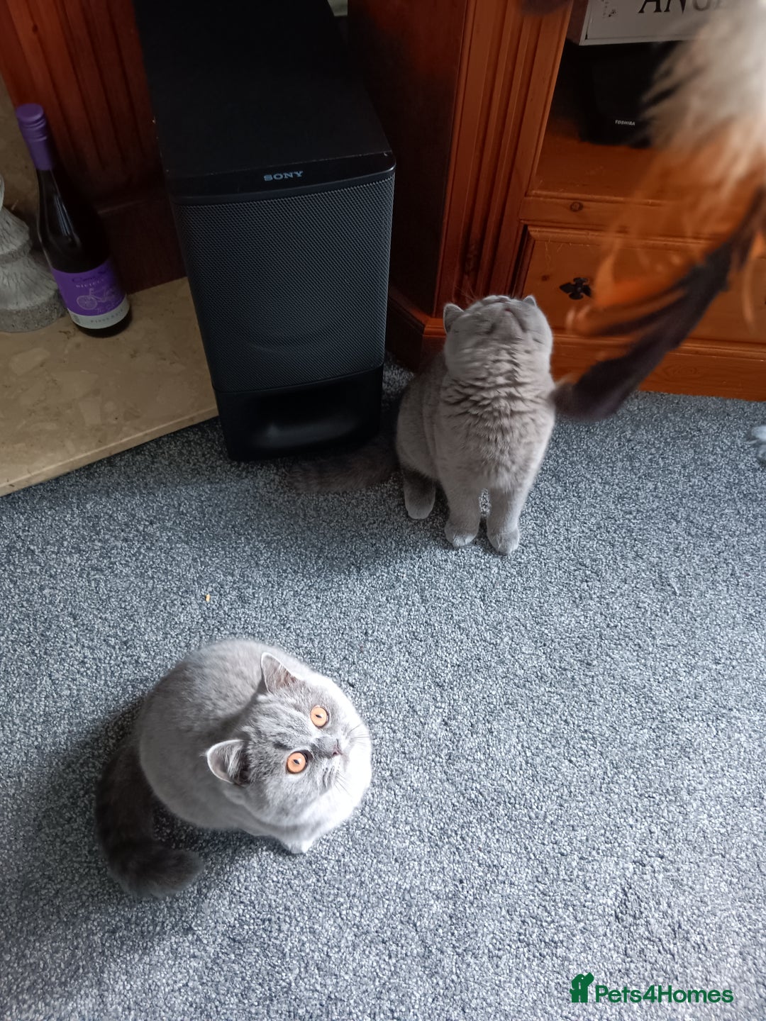 British Shorthair cats for sale: British shorthairs  - Image 2