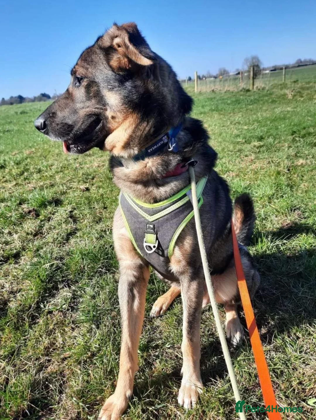 Mixed Breed dogs for adoption: Meet Ozzy, currently residing in Cheshire  in Nantwich - Advert 8