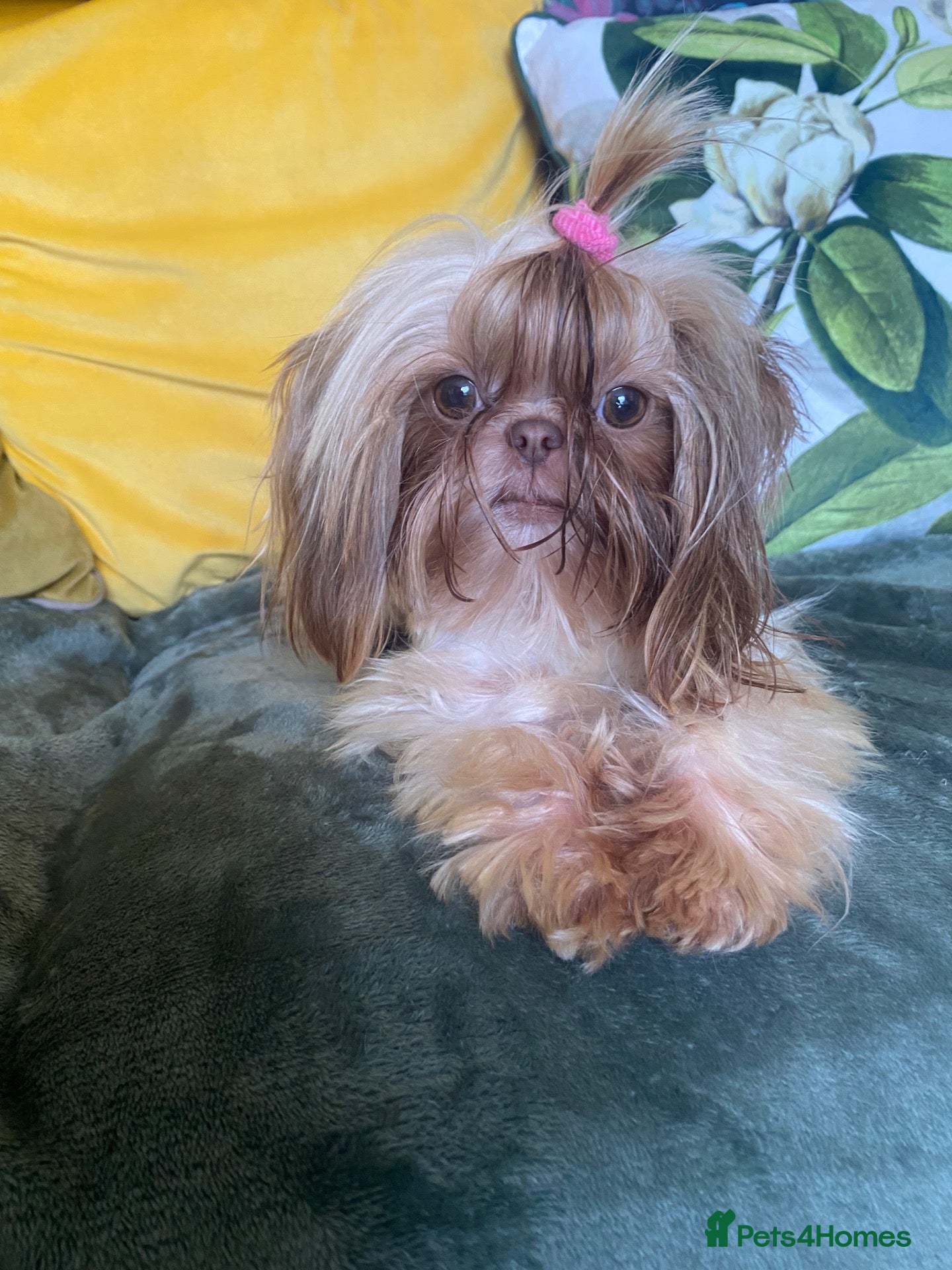 Shih Tzu dogs Imperial shihtzu girl  - Advert 1