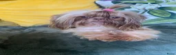 Shih Tzu dogs for sale: Imperial shihtzu girl  - Advert 1