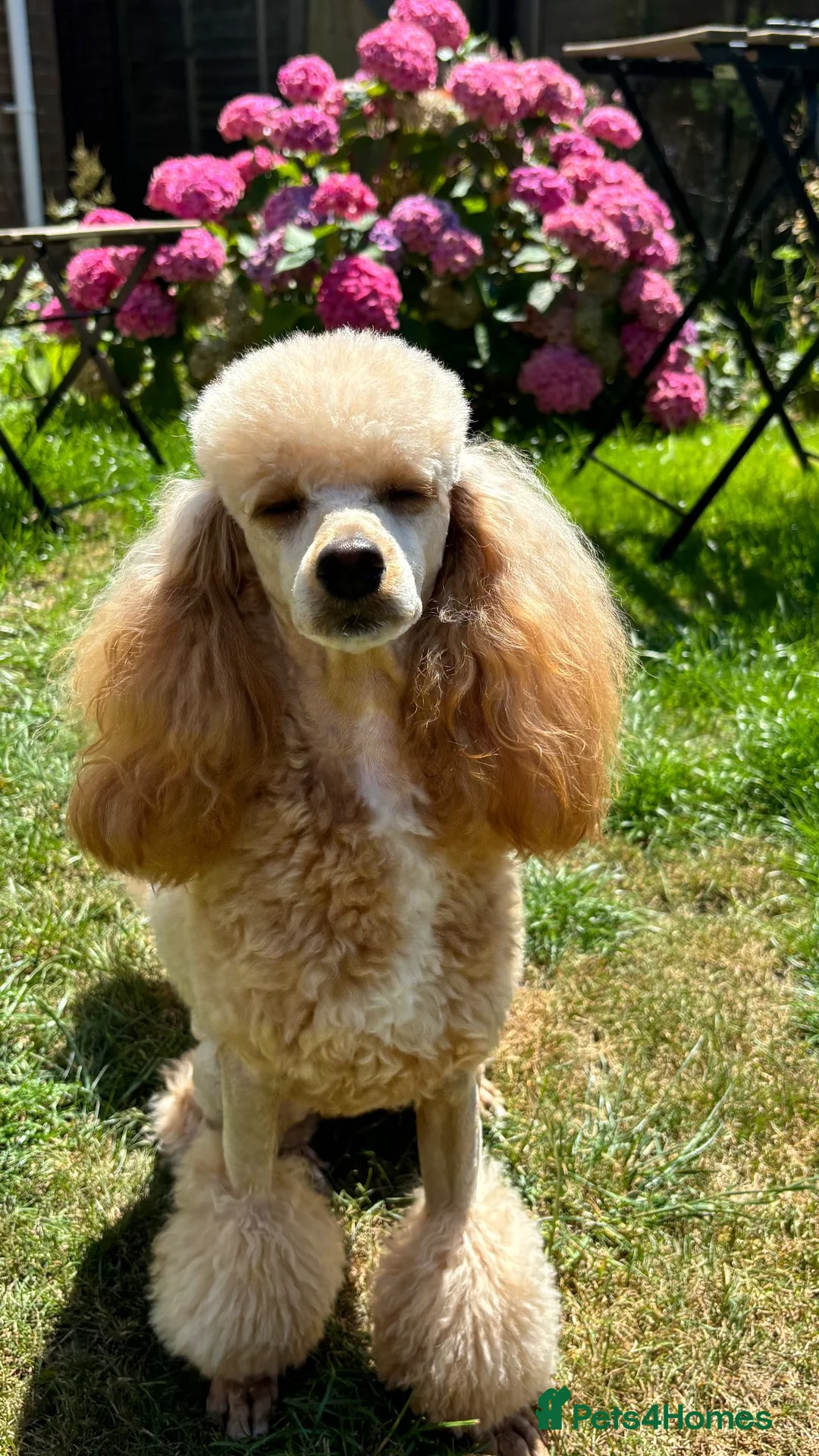 Miniature Poodle dogs for sale: Miniature Poodle Bitch  in Southampton - Advert 2