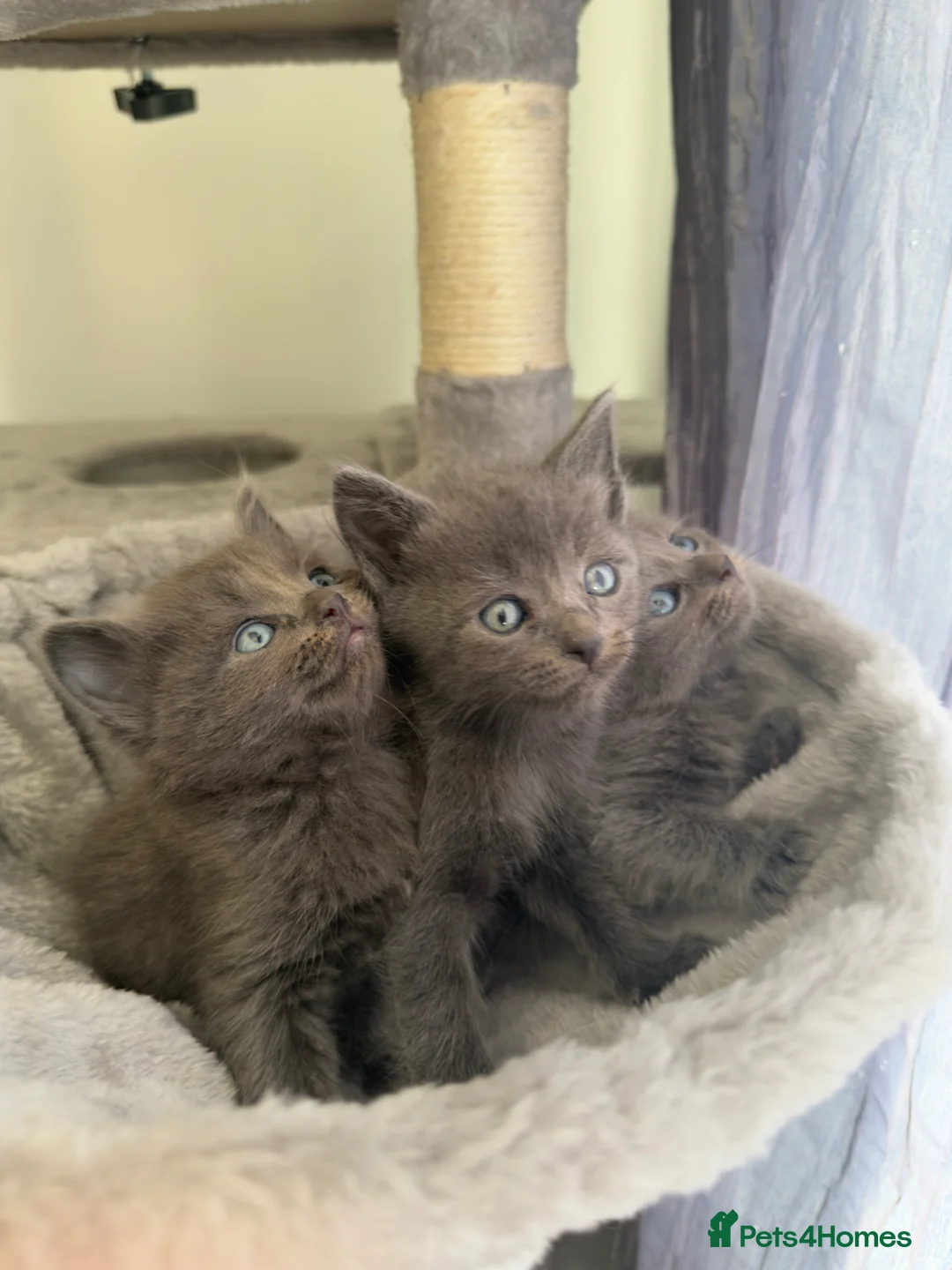 Mixed Breed cats for sale: Ragdoll & British shorthair mix kittens  - Advert 13