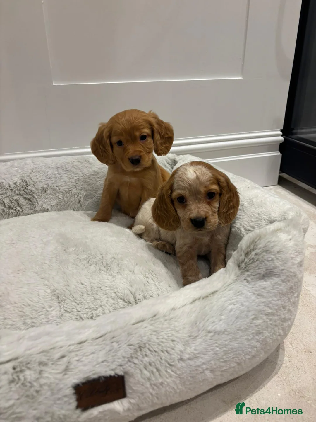 Cocker Spaniel dogs for sale: 6 beautiful working cocker spaniel puppies - Advert 1