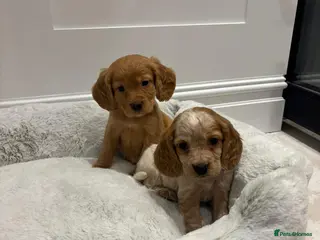 Cocker Spaniel dogs 6 beautiful working cocker spaniel puppies - Advert 6