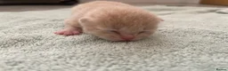 British Shorthair cats for sale: STUNNING LITTER OF RARE COLOUR KITTENS  - Advert 5