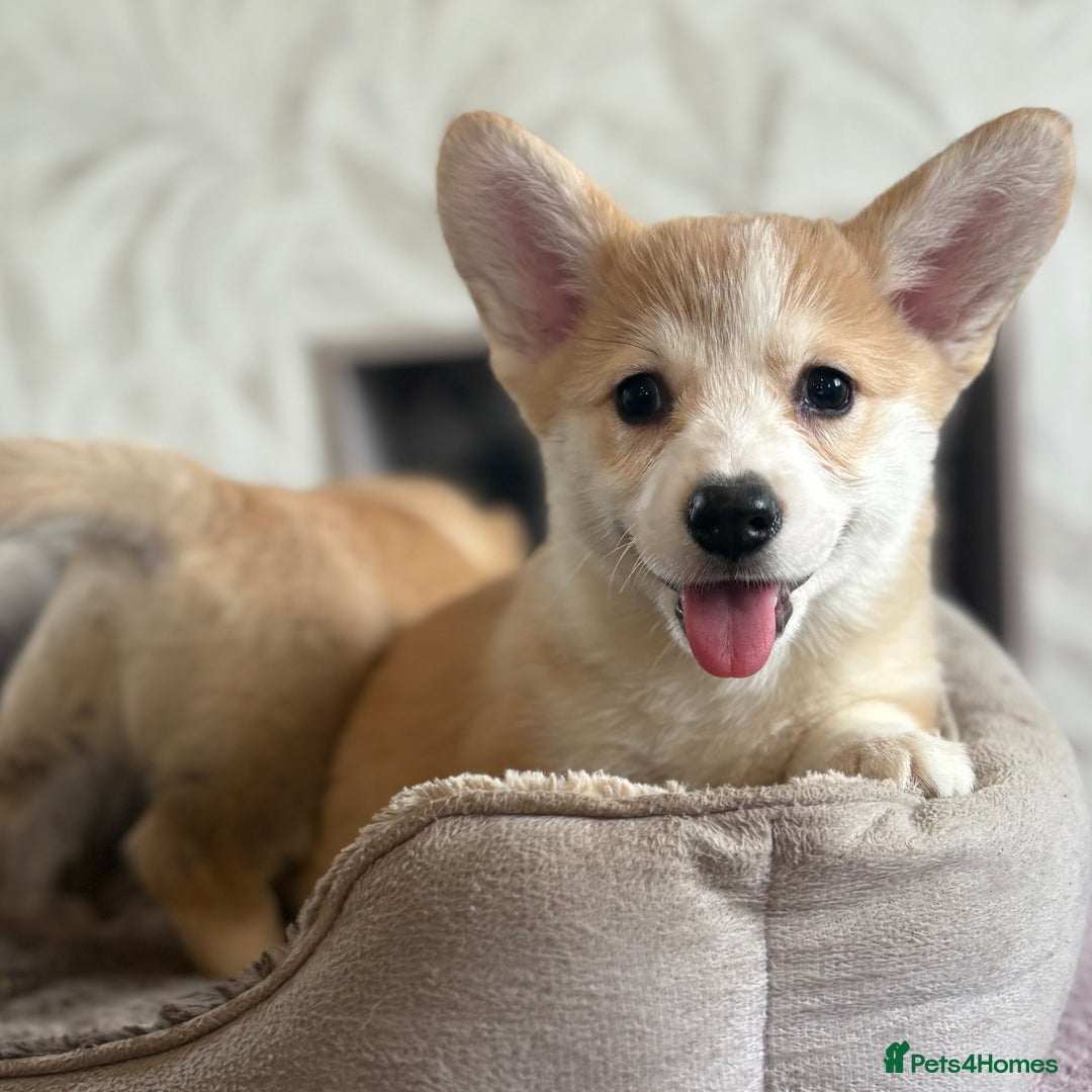 Welsh Corgi Pembroke dogs for sale: Outstanding Pembrokeshire Corgi Puppies  - Advert 22