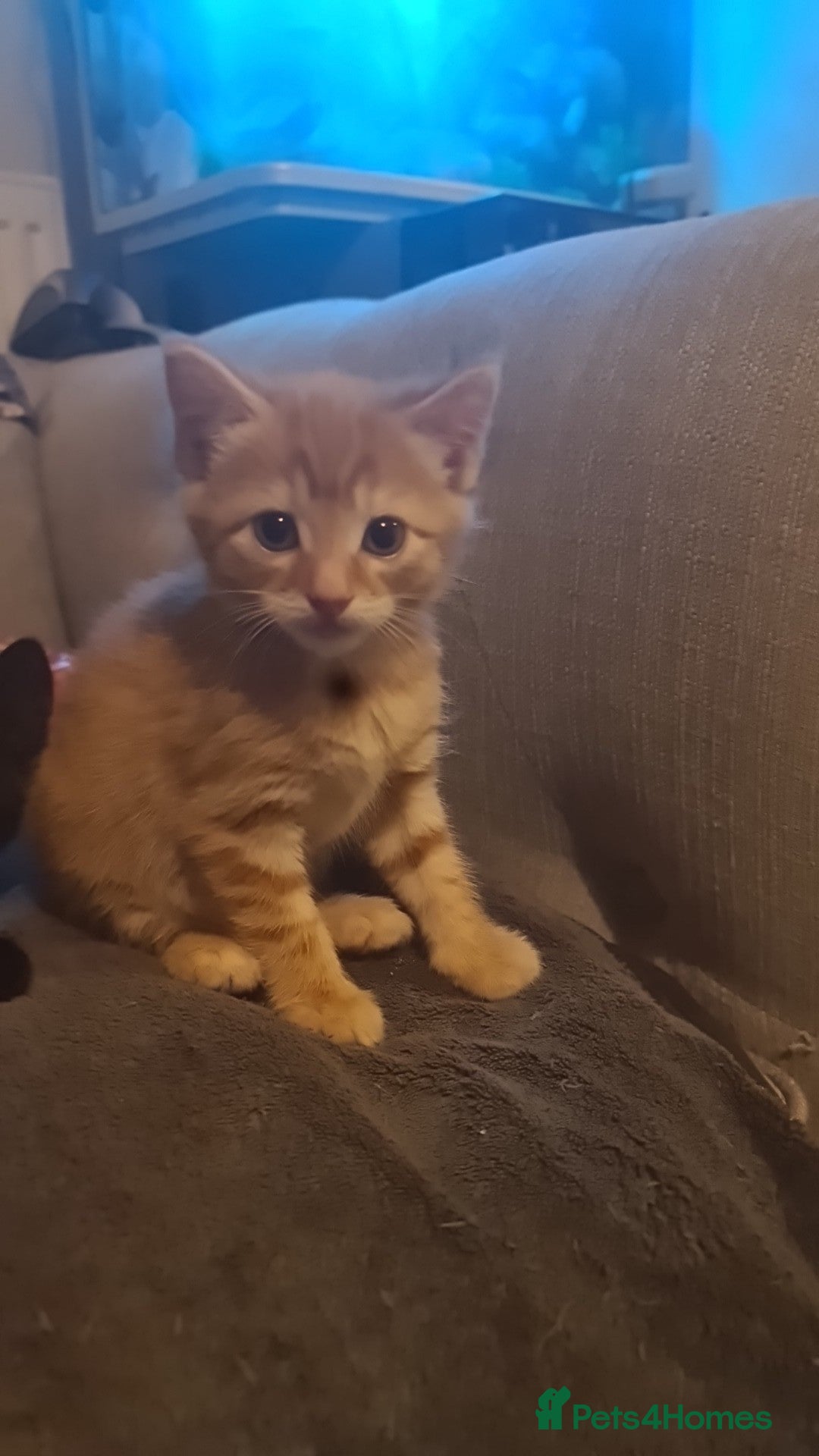 British Shorthair cats British shorthair  - Advert 1