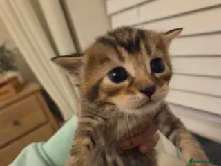 Mixed Breed cats Siberian x BSH - Advert 2