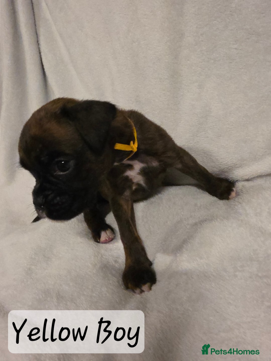 Boxer dogs for sale: Part European quality KC Reg Boxers - Advert 15