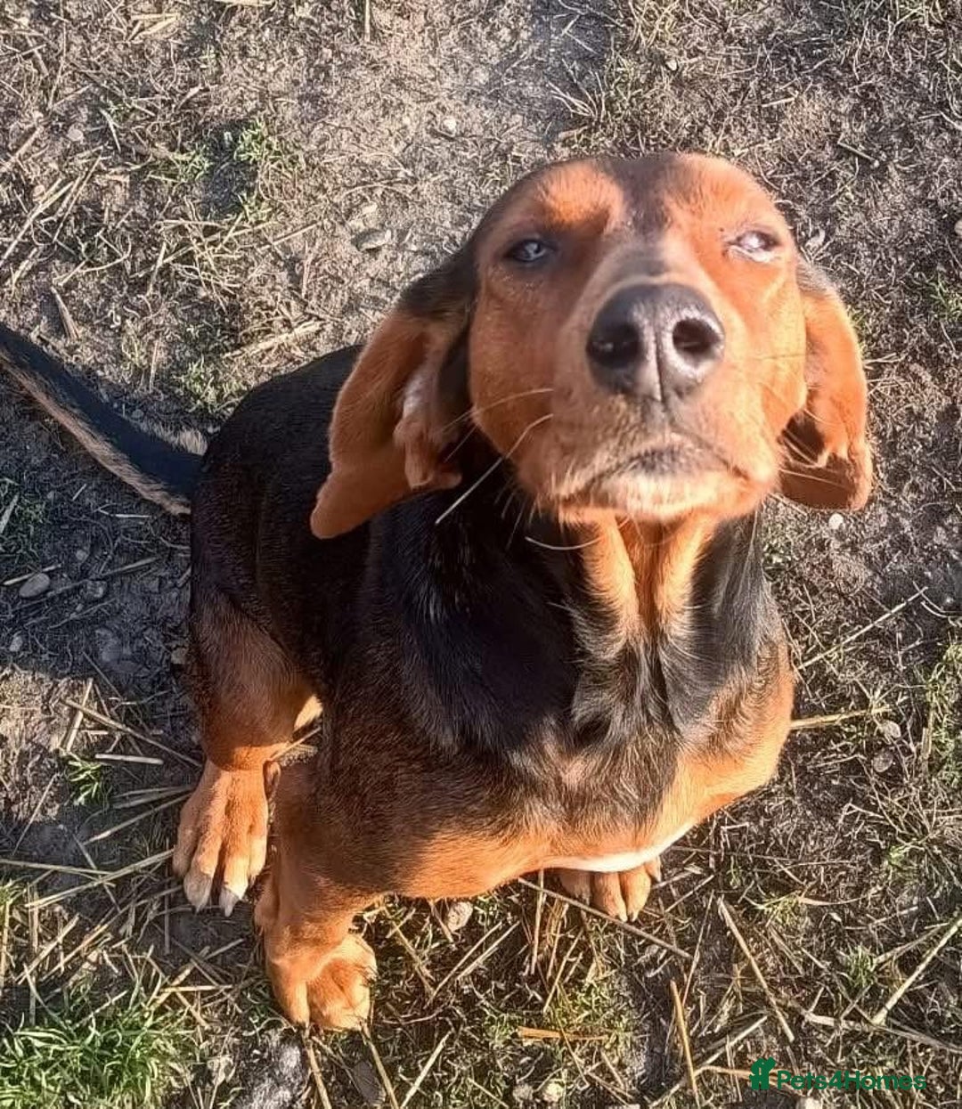 Mixed Breed dogs for adoption: Runa - Norwich Norfolk  - Advert 4