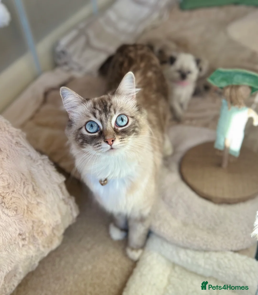 Ragdoll cats for sale: Ragdoll kittens for sale  - Advert 10