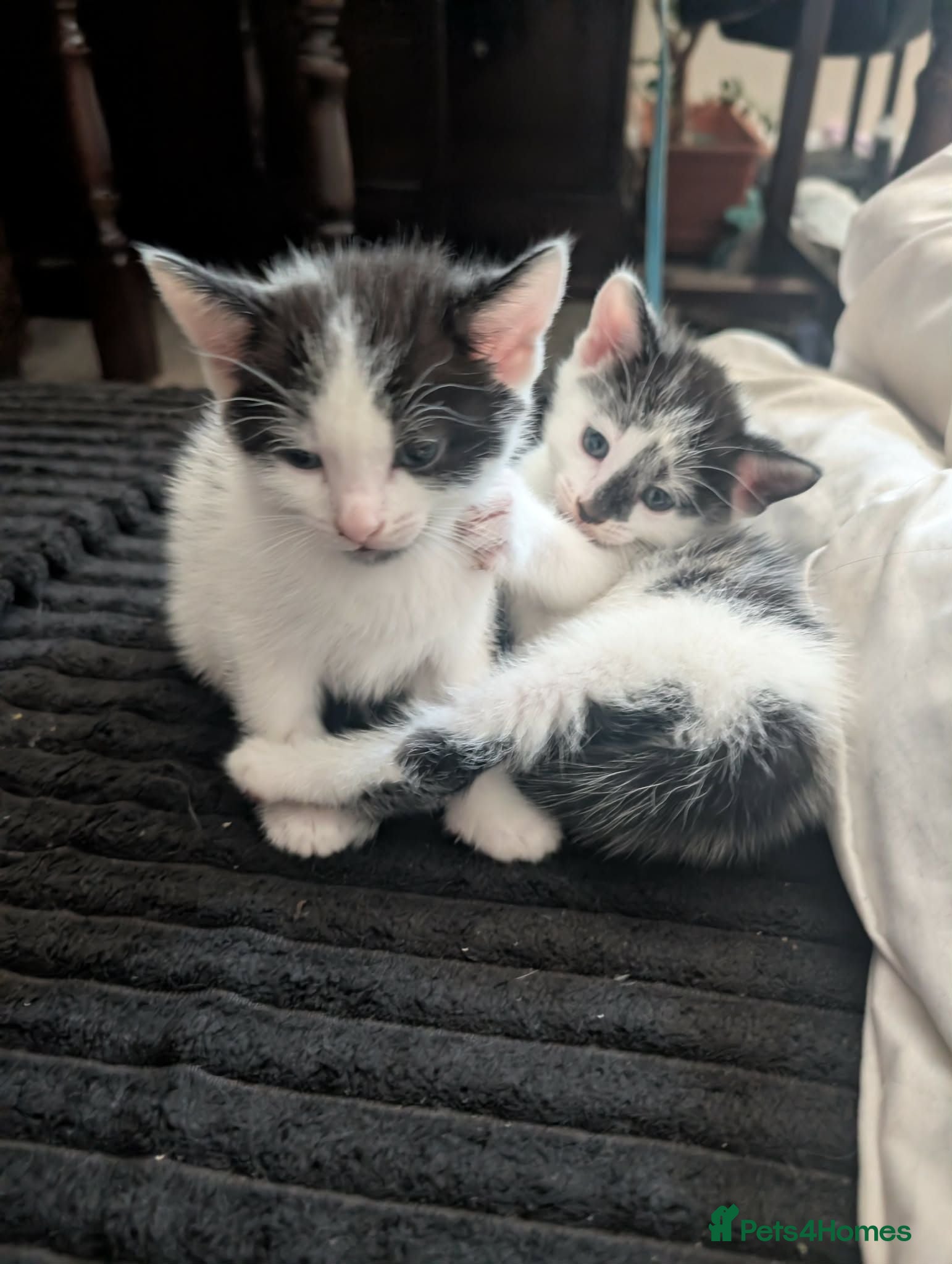 Domestic Shorthair cats 2 Male Kittens - Advert 1