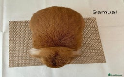 Mini Lop rabbits for sale: Adult Mini Lop Bunnies Available For Rehoming - Image 2