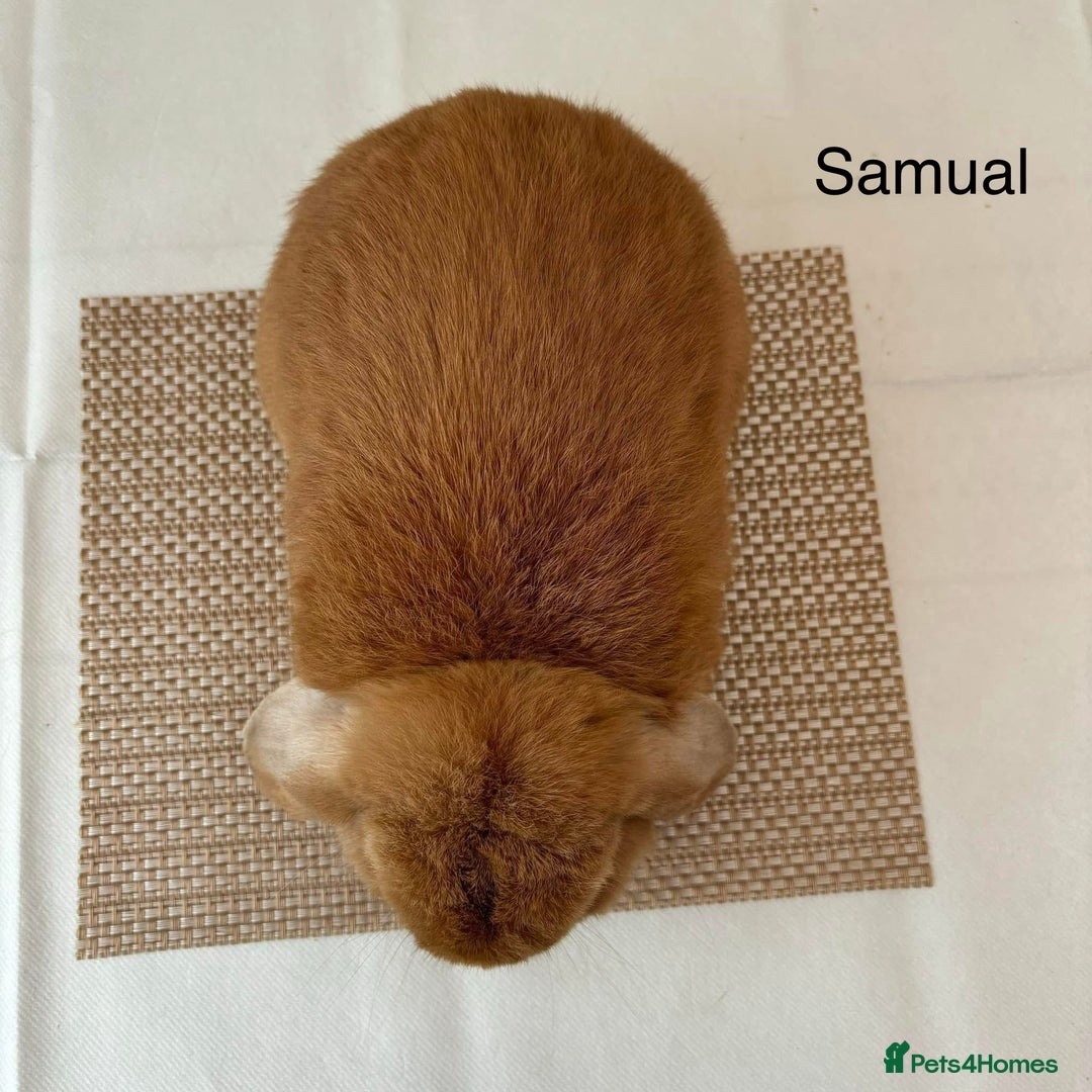 Mini Lop rabbits for sale: Adult Mini Lop Bunnies Available For Rehoming - Image 2