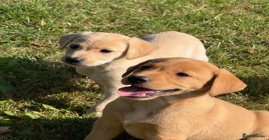 Labrador Retriever dogs - Advert 11