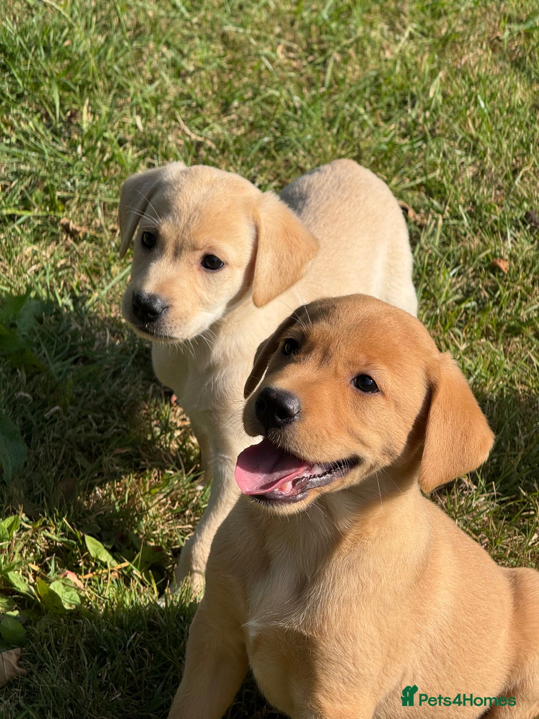 Labrador Retriever dogs for sale: Lovely KC Registered Labrador Puppies - Image 3