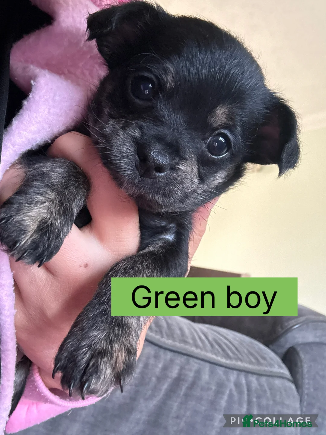 Chipoo dogs for sale: Gorgeous Chi poos  - Advert 1