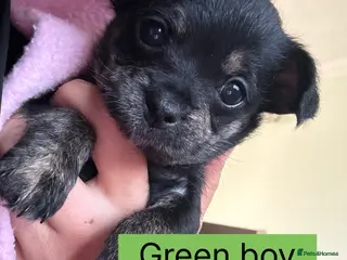 Chipoo dogs Gorgeous Chi poos - Advert 1