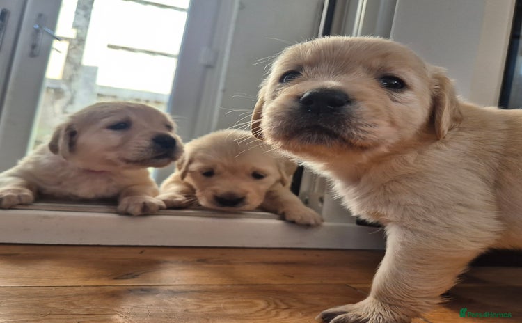 Golden Retriever dogs - Advert 2