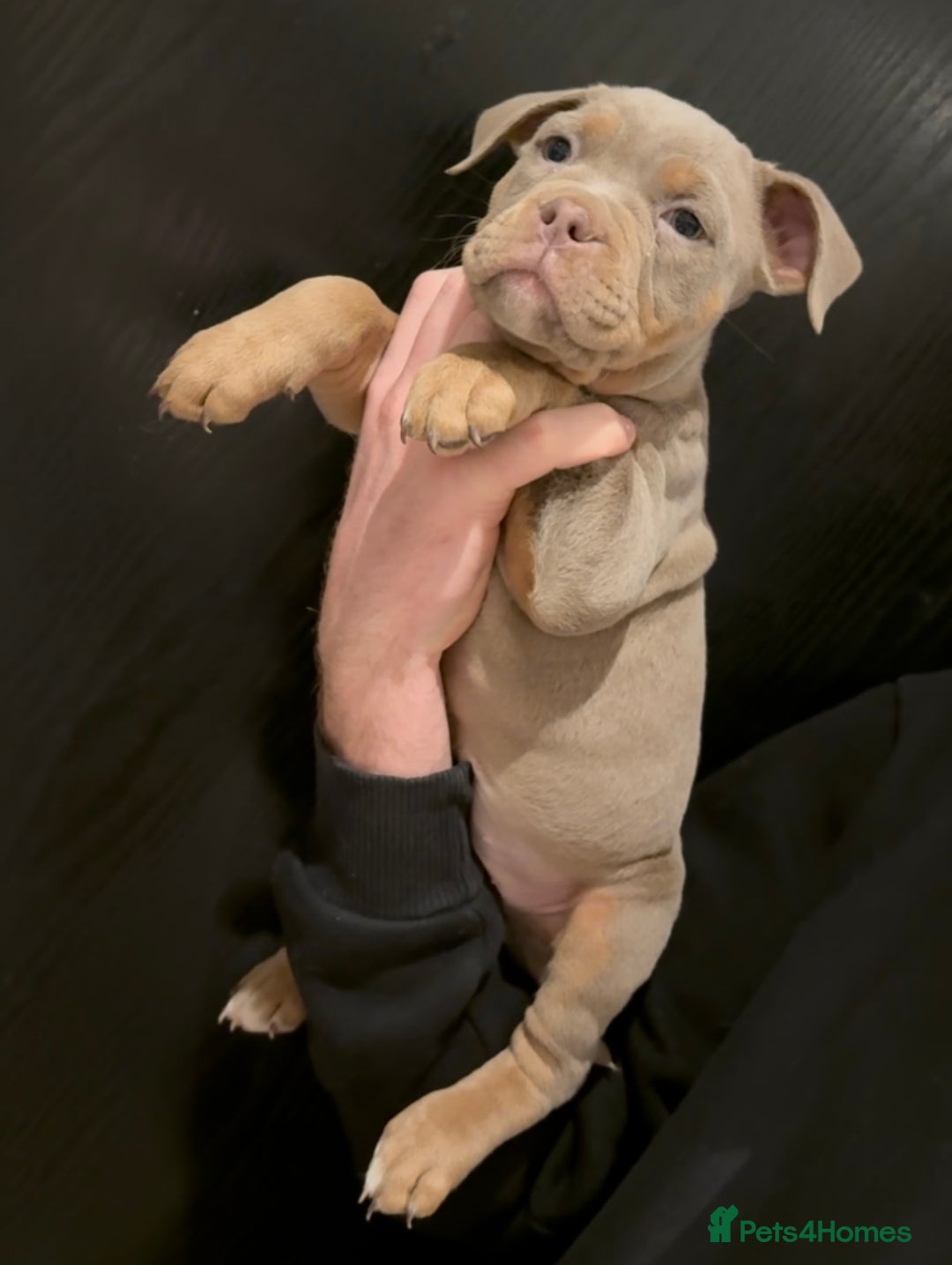Olde English Bulldogge dogs for sale: Olde English bulldog puppies  - Advert 7