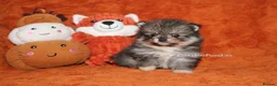 Pomsky dogs for sale: Pomsky Puppies (3) - Advert 15