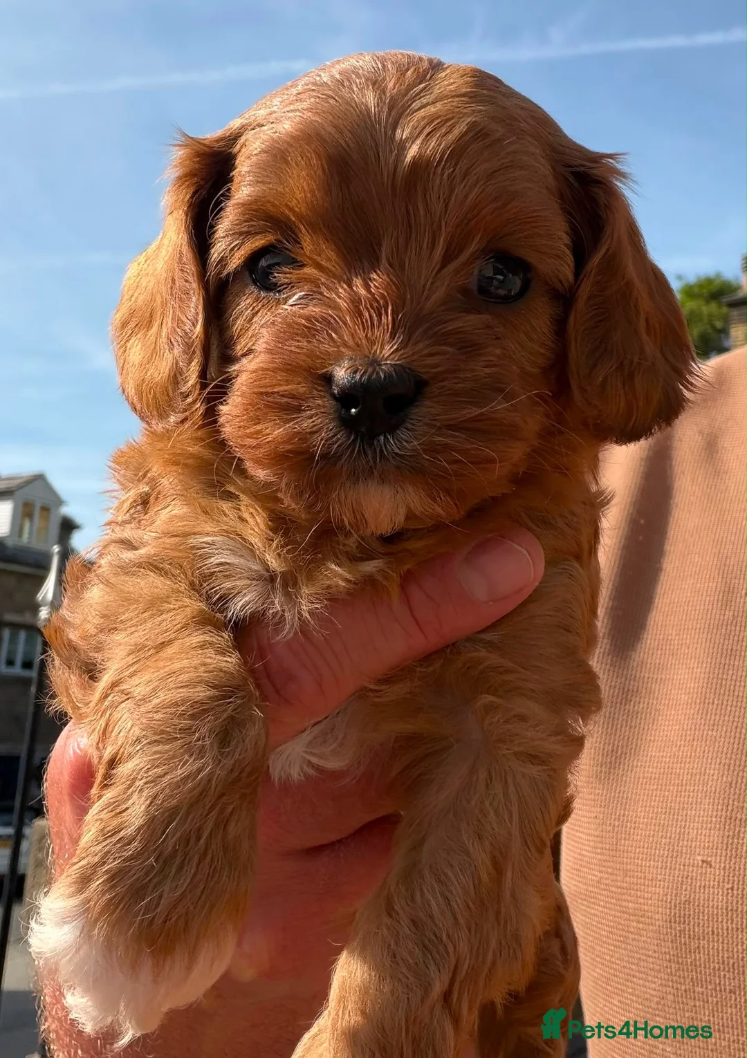 Cavapoo dogs for sale: Fox Red F1 Cavapoo’s - Advert 1
