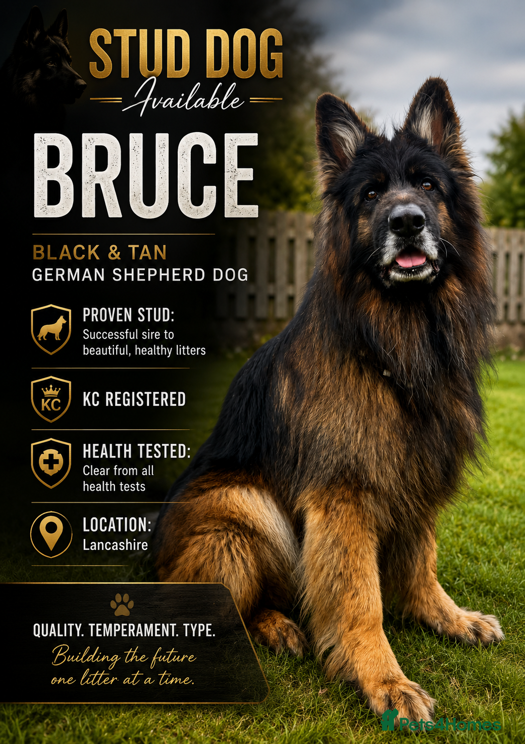 German Shepherd dogs ⭐️ Health tested, Proven, KC reg GSD ⭐️  - Advert 1