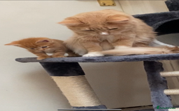 Norwegian Forest Cat cats for sale: Norwegian forest kittens  - Image 1
