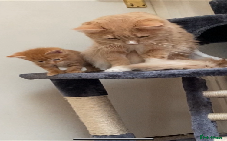 Norwegian Forest Cat cats - Advert 1