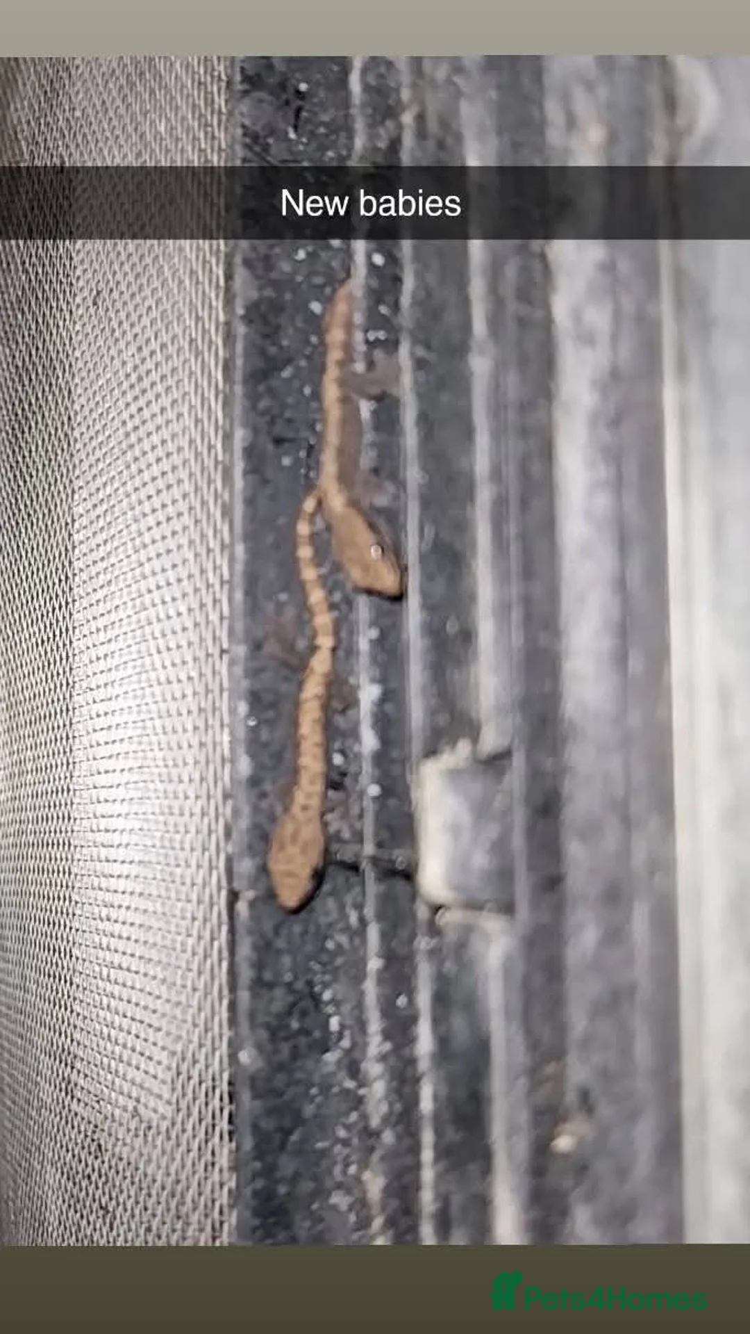 Gecko reptiles for sale: Mourning geckos. - Advert 24