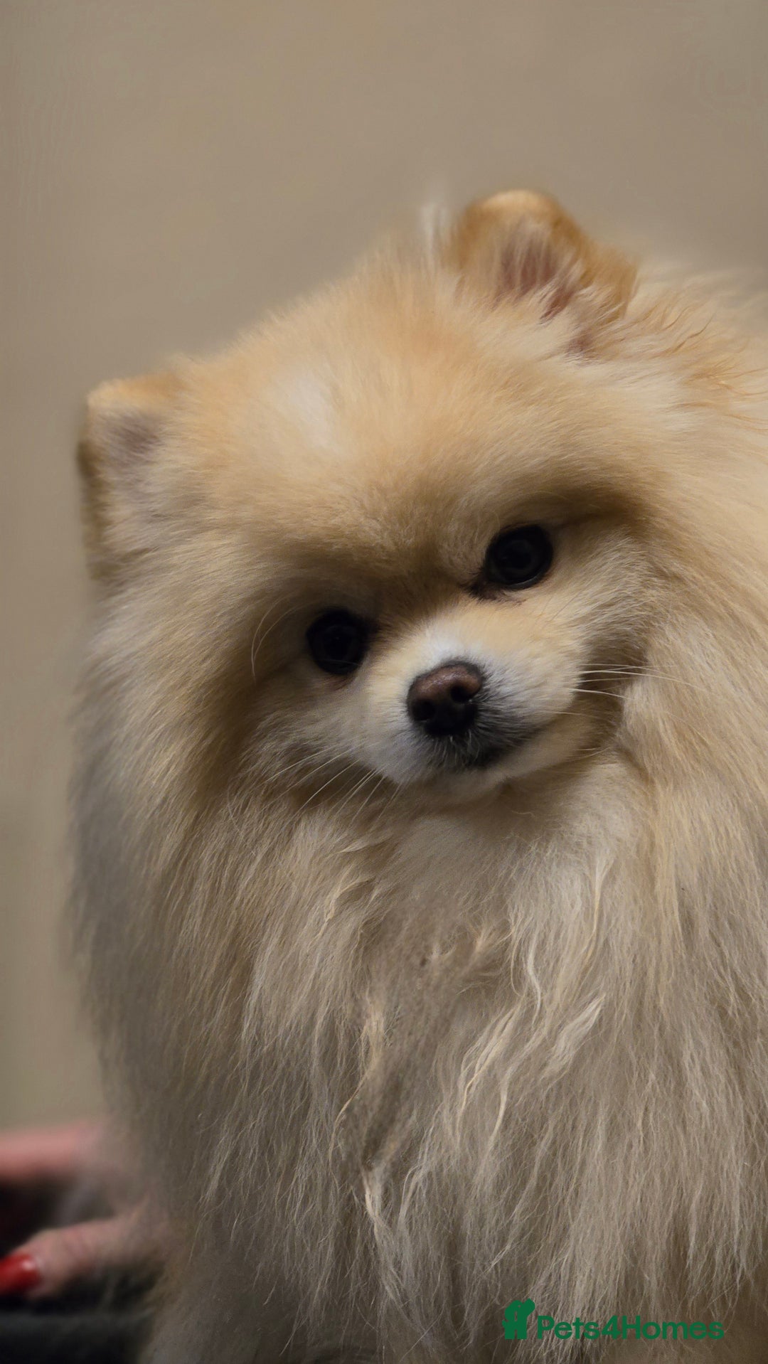 Pomeranian dogs for stud: KC Stunning coat Cream boy for stud  in Borehamwood - Advert 7