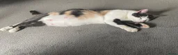 Exotic cats for sale: ✨Beautiful Exotic Shorthair Kittens Available Soon - Advert 3