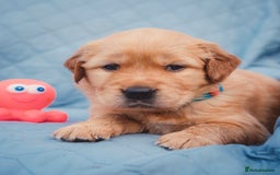Golden Retriever dogs for sale: Golden Retriever Puppies KC Dad  - Image 19