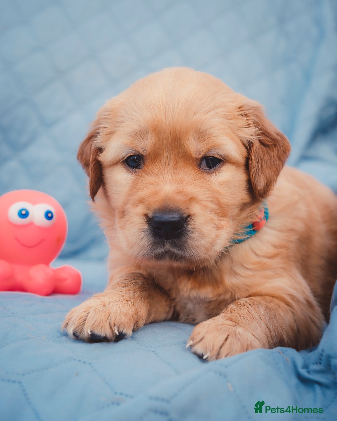 Golden Retriever dogs for sale: Golden Retriever Puppies KC Dad  - Image 19