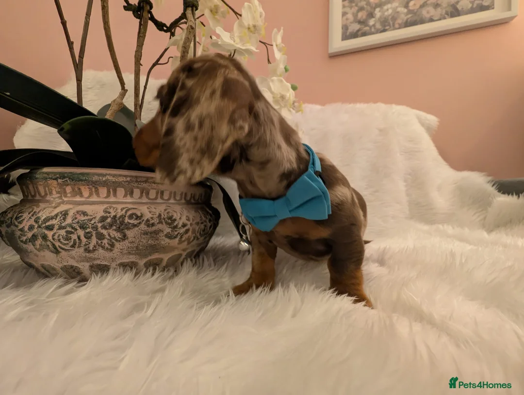 Miniature Dachshund dogs for sale: Miniature Dachshund Ready Now - Advert 10