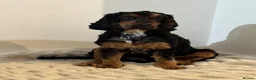 Cocker Spaniel dogs for stud: Tricoloured Cocker Spaniel stud - Advert 3