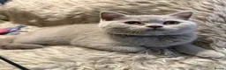 British Shorthair cats for sale: Supreme Champion Line British Shorthair Kittens - Advert 17
