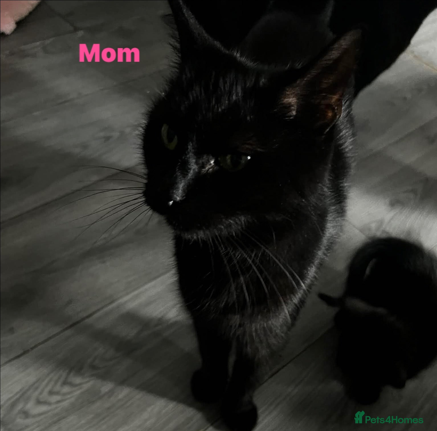 Mixed Breed cats 8 baby kittens 🐱 🩷🩵 - Advert 1