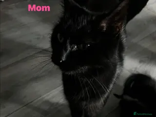 Mixed Breed cats 8 baby kittens 🐱 🩷🩵 - Advert 1