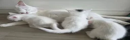Mixed Breed cats for sale: 🔹️🔸️🔹️Kittens🔸️domestic cat x Ragdoll 🔹️🔸️ - Advert 21