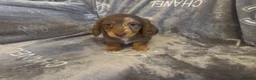 Miniature Dachshund dogs for sale: Miniature long hair dachshund Puppies  - Advert 3