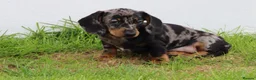 Dachshund dogs for sale: Miniature Dachshund puppies for sale - Advert 27