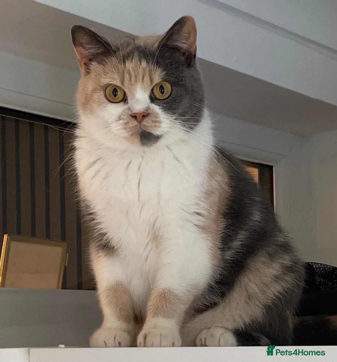 British Shorthair cats for sale: Female GCCF British Shorthair  - Advert 1