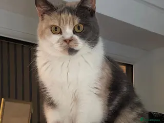 British Shorthair cats Female GCCF British Shorthair - Advert 1