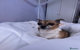 Mixed Breed dogs for sale: Needing forever home - Image 4