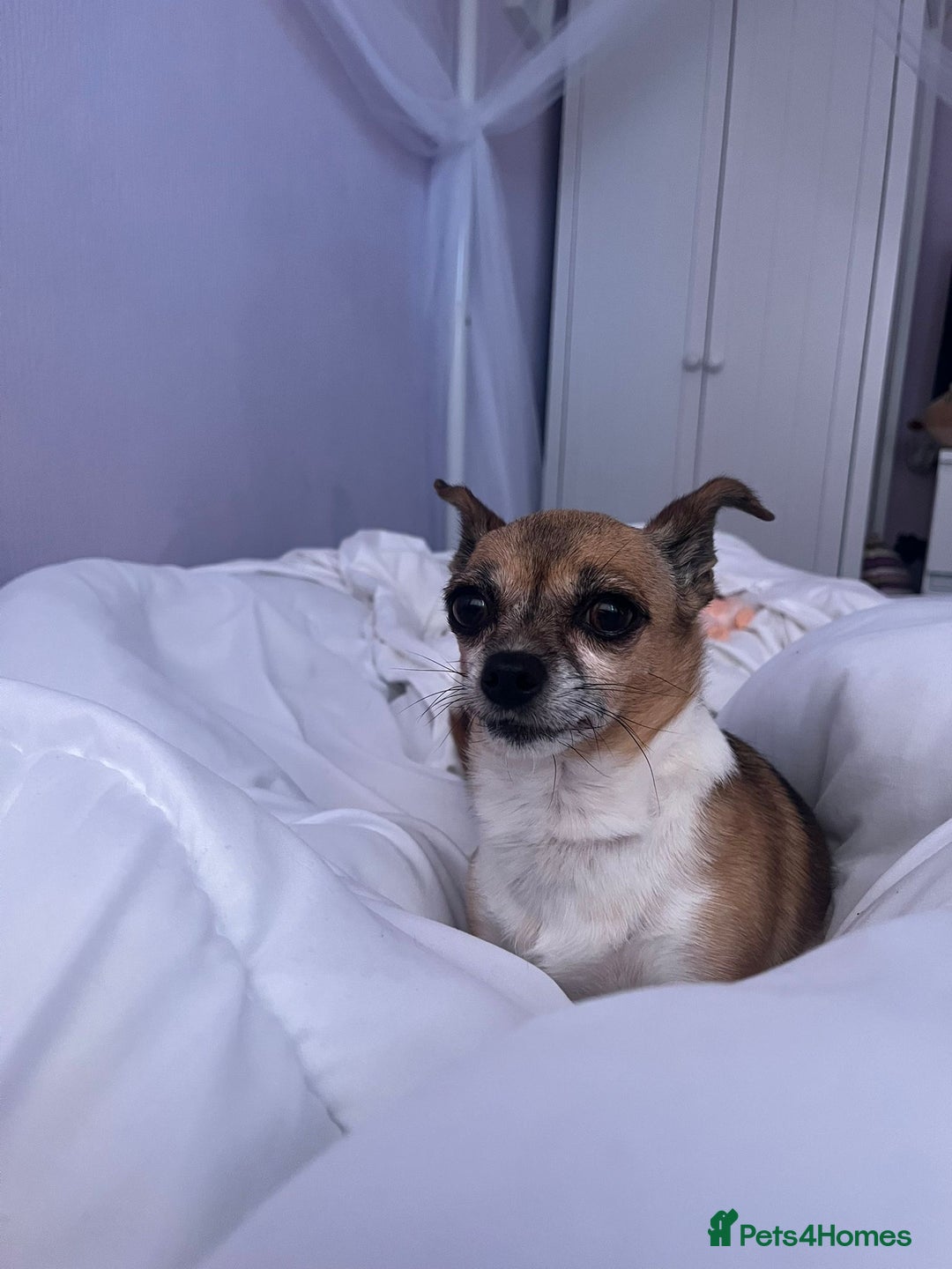 Mixed Breed dogs for sale: Needing forever home - Image 4