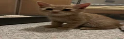 Mixed Breed cats for sale: 4 Beautiful kittens looking for living homes. - Advert 5