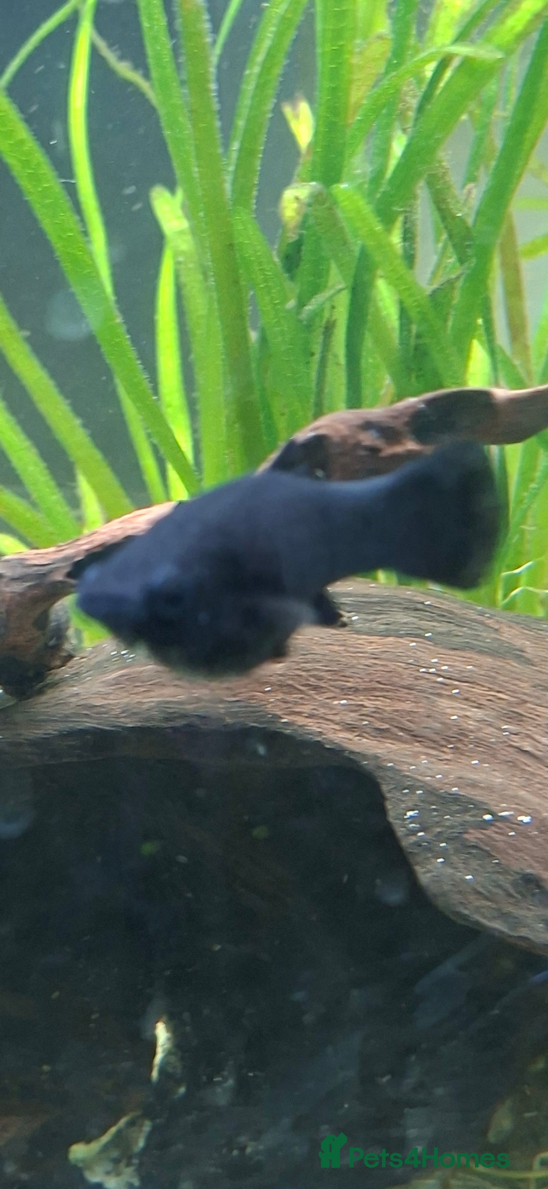 Catfish fish for sale: Catfish  - Advert 15