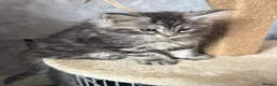 Maine Coon cats for sale: 🐾 MAINE COON KITTENS  🐾 - Advert 12